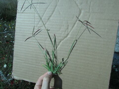 Chloris pycnothrix