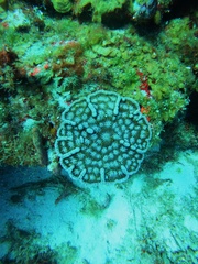 Mycetophyllia