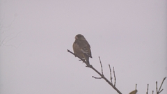 Chloris sinica