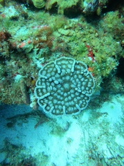 Mycetophyllia