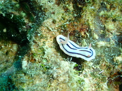 Chromodoris