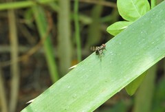 Ulidiidae