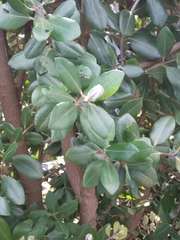 Metrosideros excelsa