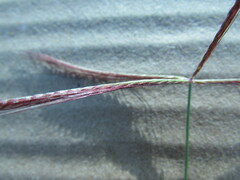Chloris pycnothrix