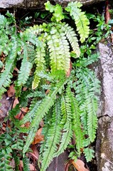 Adiantum hispidulum