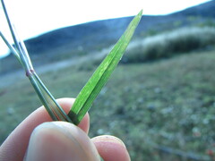 Chloris pycnothrix