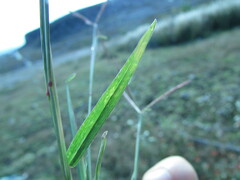 Chloris pycnothrix