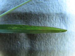 Chloris pycnothrix