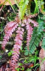 Adiantum hispidulum