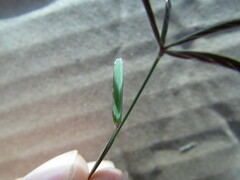 Chloris pycnothrix