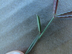 Chloris pycnothrix