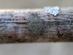 Rinodina