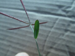 Chloris pycnothrix