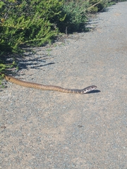 Masticophis fuliginosus