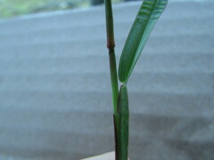 Chloris pycnothrix