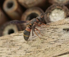 Euodynerus apopkensis