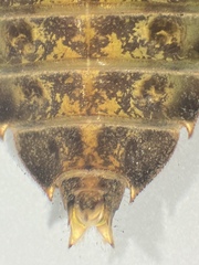 Hylogomphus adelphus