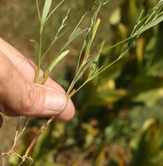 Polygonum spergulariiforme