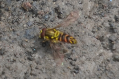 Allograpta neotropica