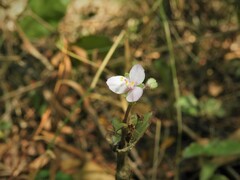 Tradescantieae