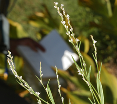 Polygonum spergulariiforme
