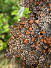 Lobaria anthraspis
