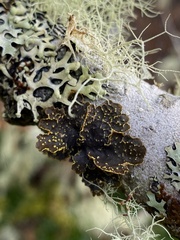 Pseudocyphellaria citrina