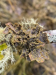 Pseudocyphellaria citrina