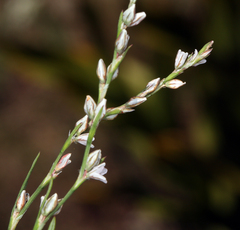 Polygonum spergulariiforme