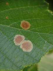 Cameraria corylisella