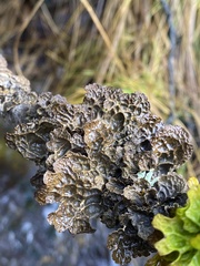 Lobaria anthraspis