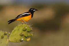 Icterus icterus