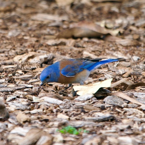 Western Bluebird photographed in California