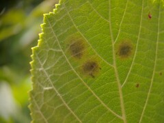 Cameraria corylisella