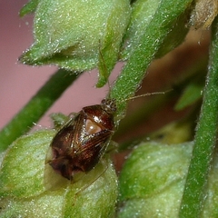 Deraeocoris