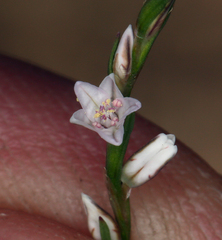 Polygonum spergulariiforme