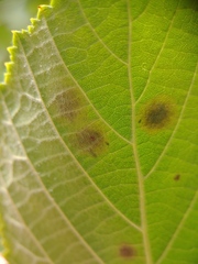 Cameraria corylisella