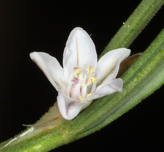 Polygonum spergulariiforme
