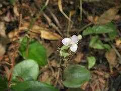 Tradescantieae