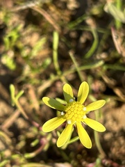 Blennosperma nanum