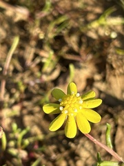 Blennosperma nanum