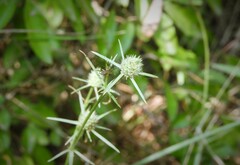 Eryngium echinatum