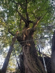 Ficus cotinifolia