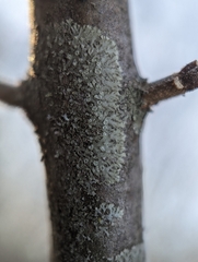 Hyperphyscia adglutinata