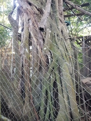 Ficus cotinifolia