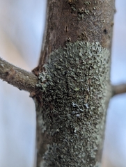 Hyperphyscia adglutinata