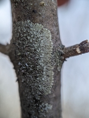 Hyperphyscia adglutinata