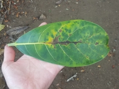 Ficus cotinifolia