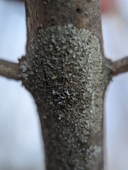 Hyperphyscia adglutinata