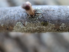 Hyperphyscia adglutinata